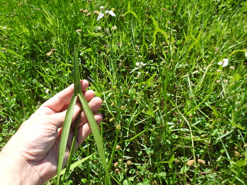 Longbarb arrowhead (Sagittaria longiloba)