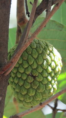 Annona