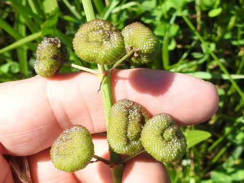Image of Sagittaria longiloba by (c) Sam Kieschnick, some rights reserved (CC BY)