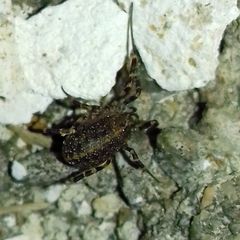 Egaenus convexus