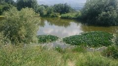 Nymphaea × marliacea