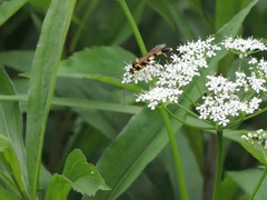 Amblyteles armatorius