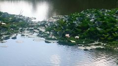 Nymphaea × marliacea
