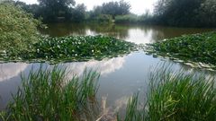 Nymphaea × marliacea