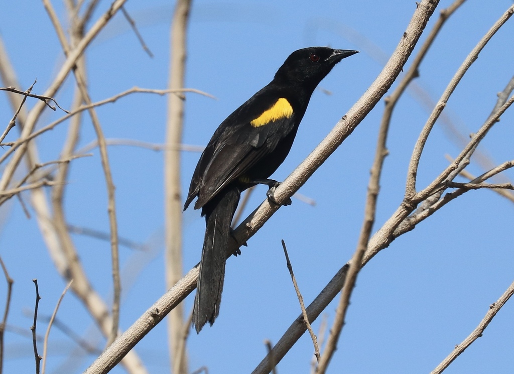 Icterus pyrrhopterus