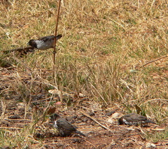 Spermestes cucullata scutata