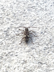 Colobothea distincta