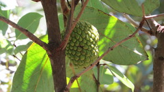 Annona