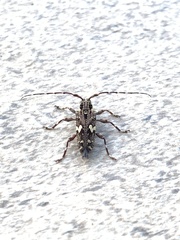 Colobothea distincta