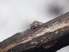 Eustala cepina