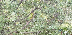 Enicognathus leptorhynchus