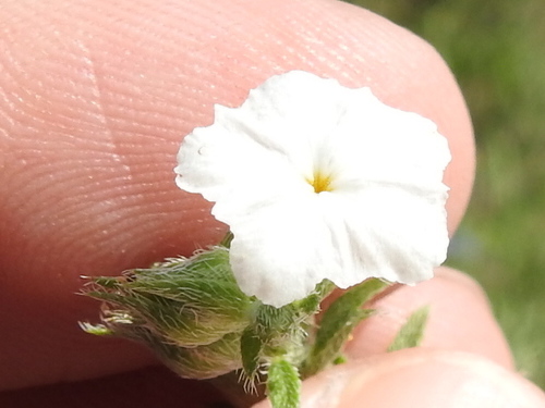 Coastal plain heliotrope (Euploca racemosa)