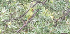 Enicognathus leptorhynchus