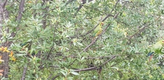 Enicognathus leptorhynchus
