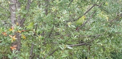 Enicognathus leptorhynchus