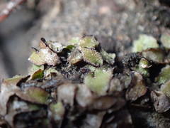 Mannia