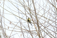 Parus major