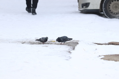 Columba livia domestica