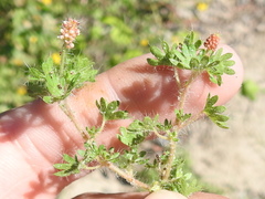 Acalypha radians
