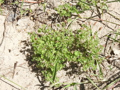 Acalypha radians