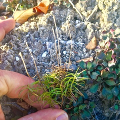 Erigeron hyssopifolius