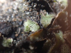 Mannia