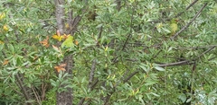Enicognathus leptorhynchus
