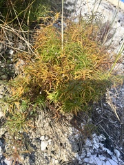 Erigeron hyssopifolius