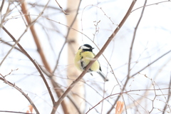 Parus major