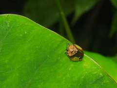 Cyrtonota lateralis