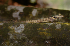 Anolis brevirostris