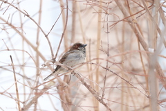 Passer domesticus