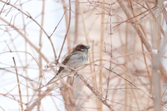 Passer domesticus