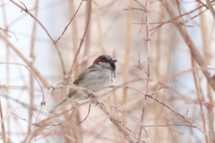 Passer domesticus