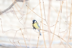 Parus major
