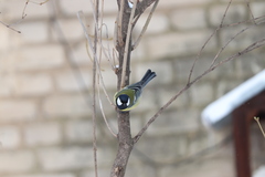 Parus major