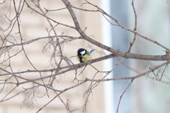 Parus major