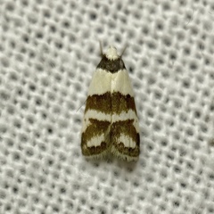 Eulechria triferella