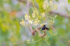 Xylocopa sulcatipes