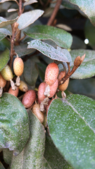 Elaeagnus pungens