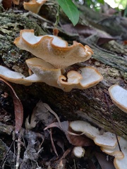 Neofavolus americanus