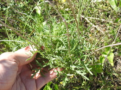 Ratibida peduncularis