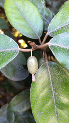 Elaeagnus pungens