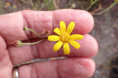 Osteospermum bolusii