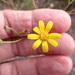 Osteospermum bolusii - Photo (c) Christine Ridge-Schnaufer, algunos derechos reservados (CC BY-NC), subido por Christine Ridge-Schnaufer
