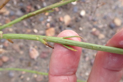Osteospermum bolusii