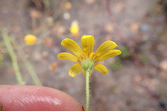 Osteospermum bolusii