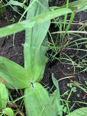 Hypoxis interjecta