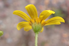 Osteospermum bolusii