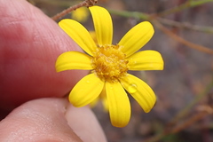Osteospermum bolusii